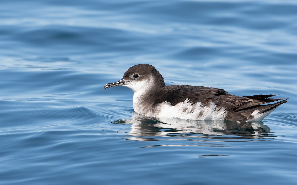 Manx Shearwater - ML359837531