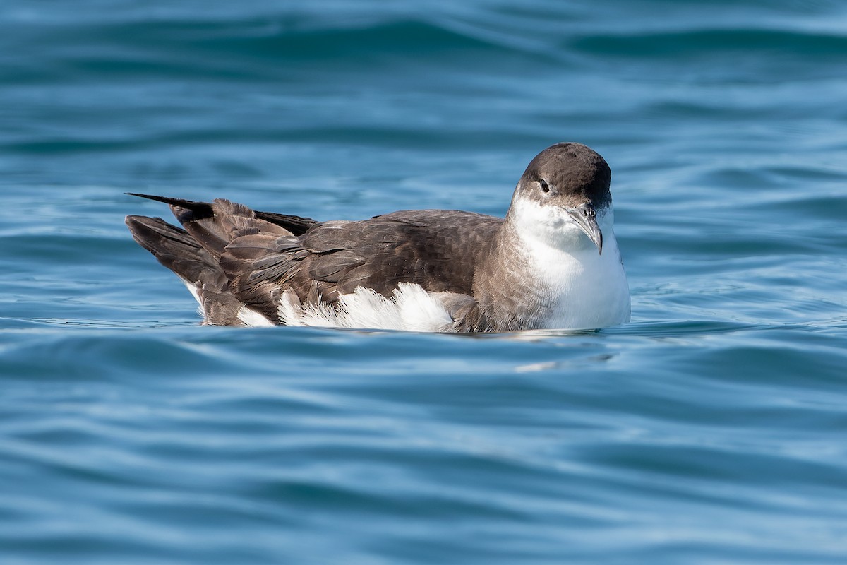 Manx Shearwater - ML359837541