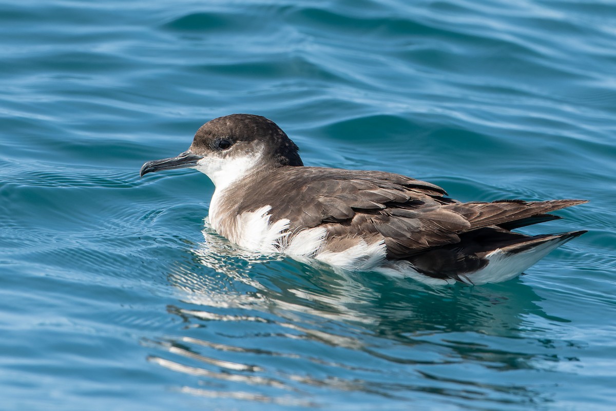 Manx Shearwater - Blair Dudeck