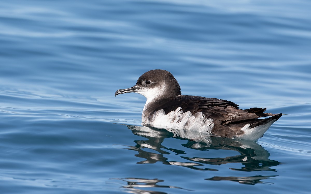 Manx Shearwater - ML359837561