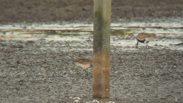 Broad-billed Sandpiper - ML359837731