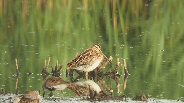 Common Snipe - ML359837811