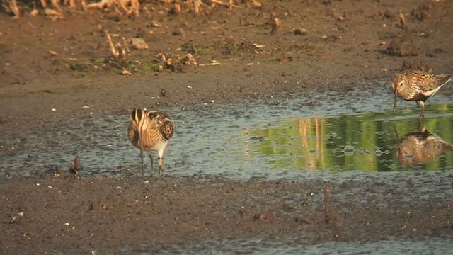 Common Snipe - ML359837831