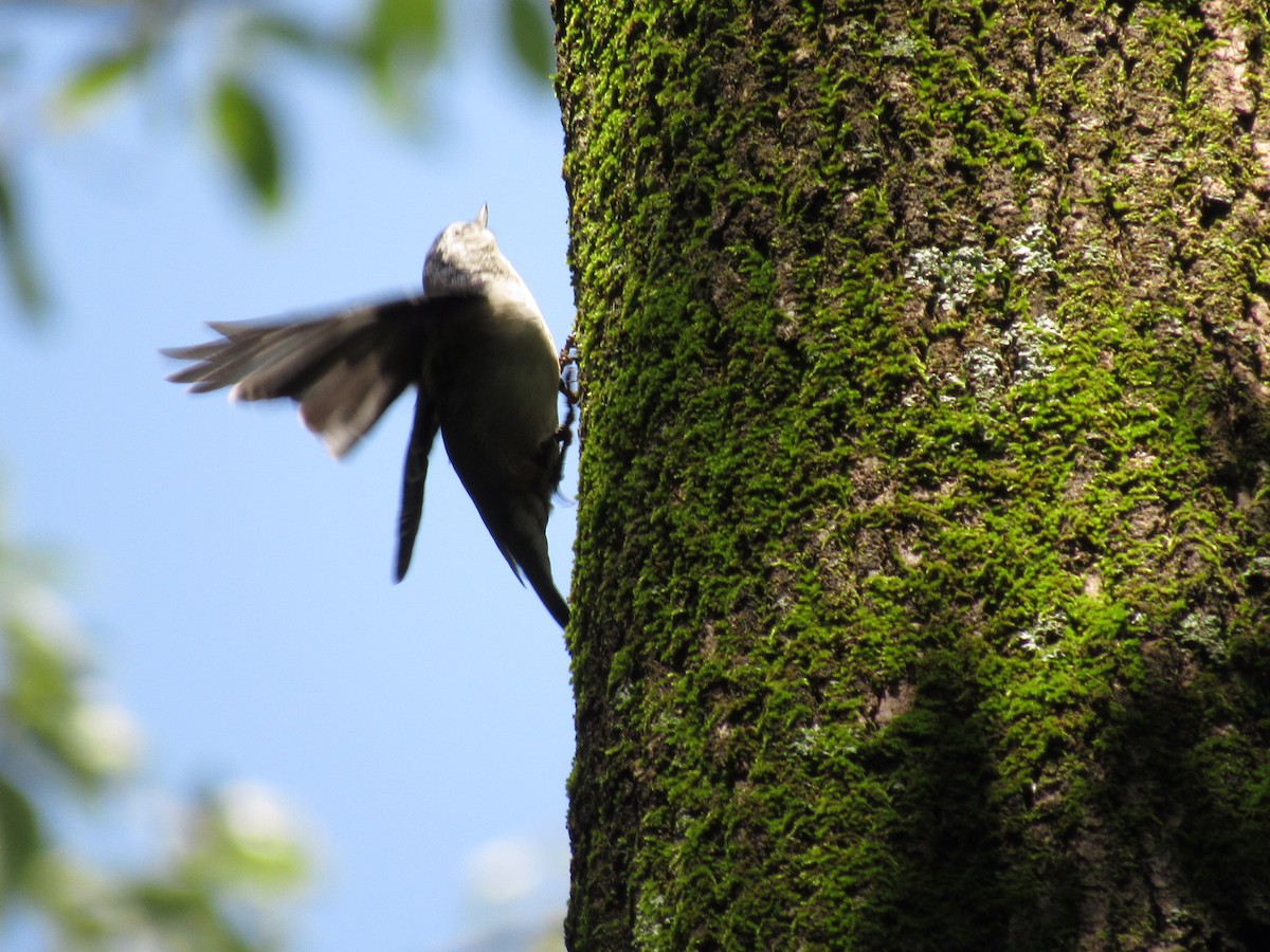 White-breasted Nuthatch - ML359838011