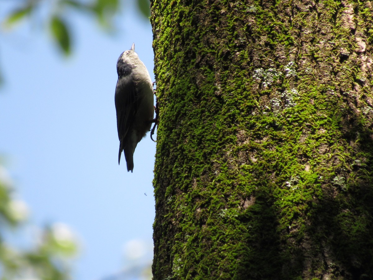 White-breasted Nuthatch - ML359838021