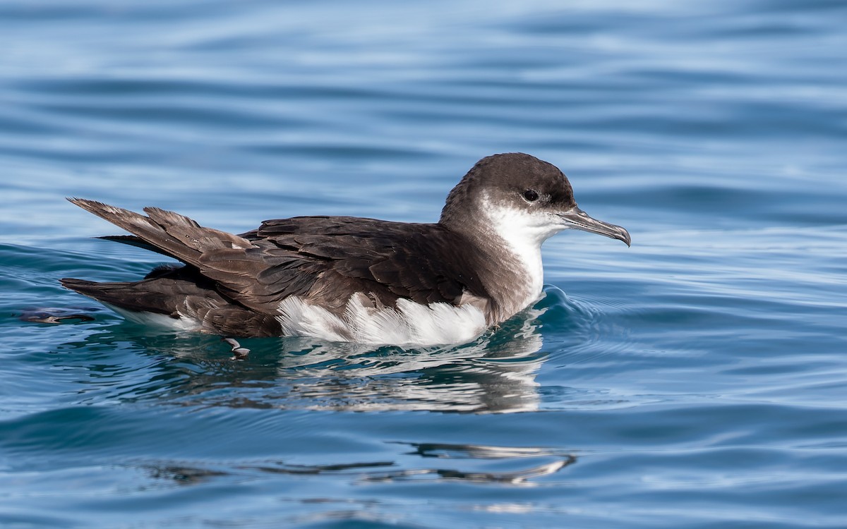 Manx Shearwater - ML359838031