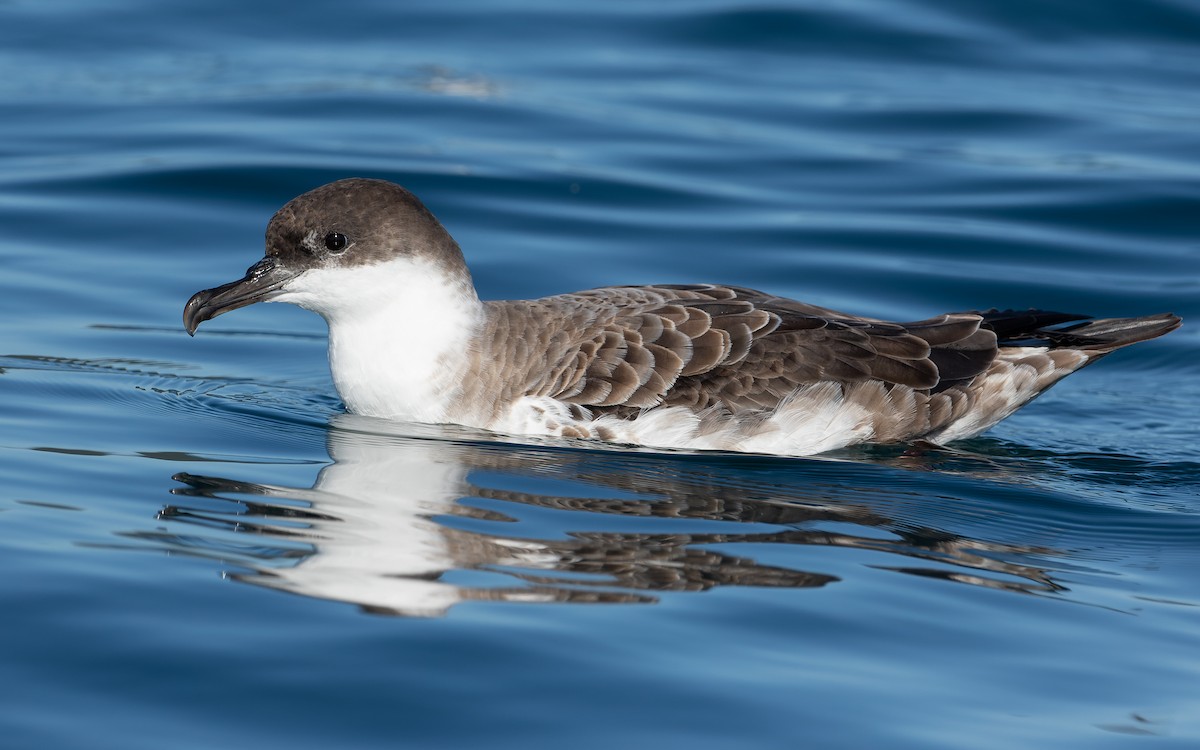 Great Shearwater - ML359838411