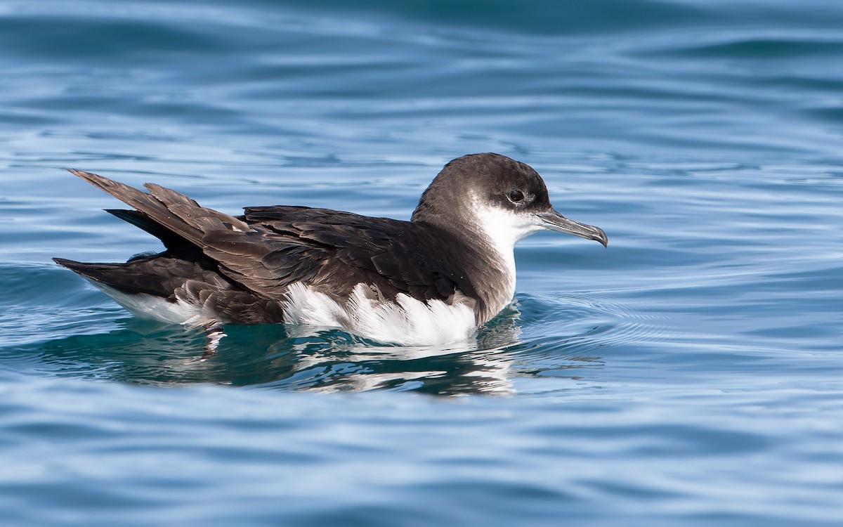 Manx Shearwater - ML359838751