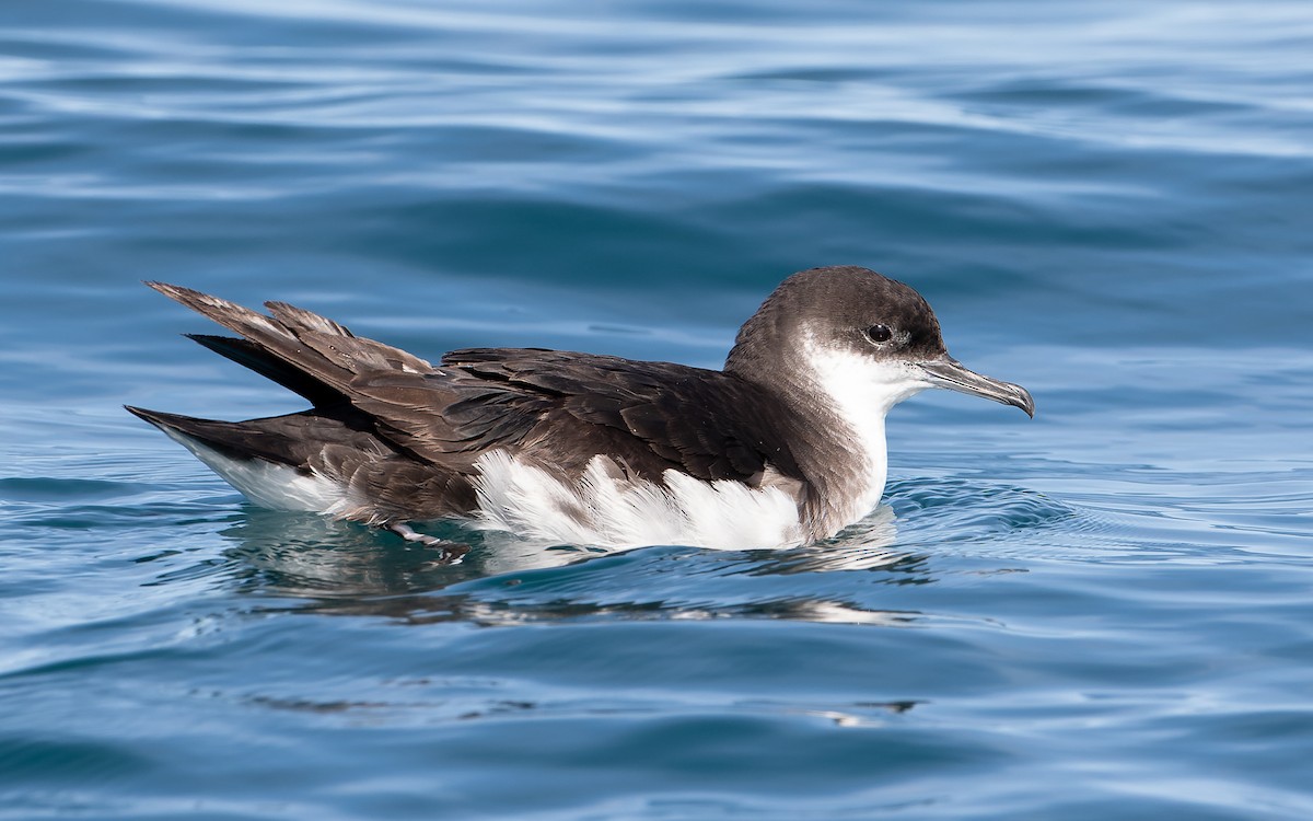 Manx Shearwater - Blair Dudeck