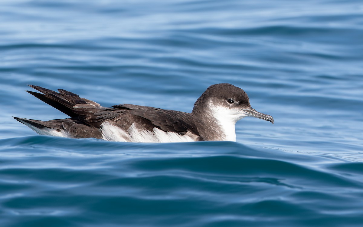 Manx Shearwater - ML359838771