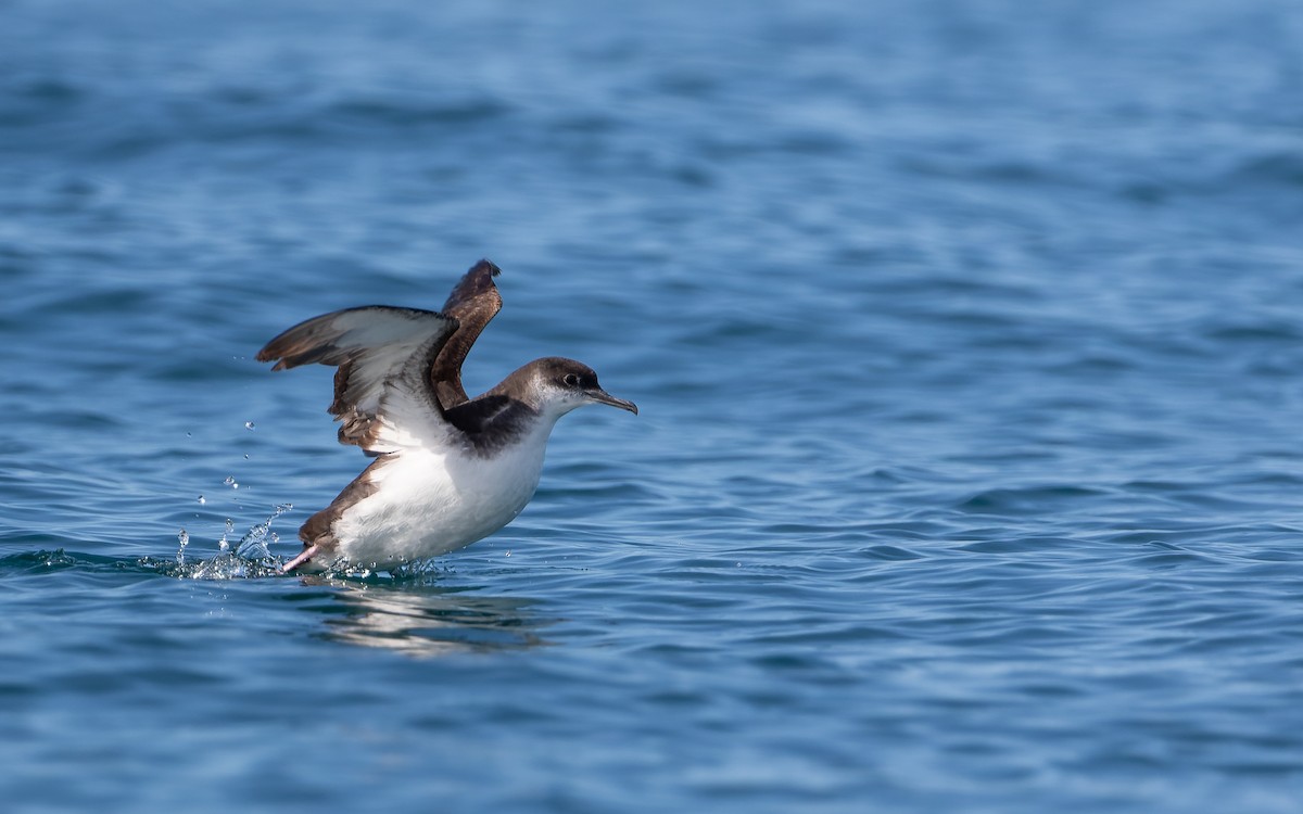 Manx Shearwater - ML359838781