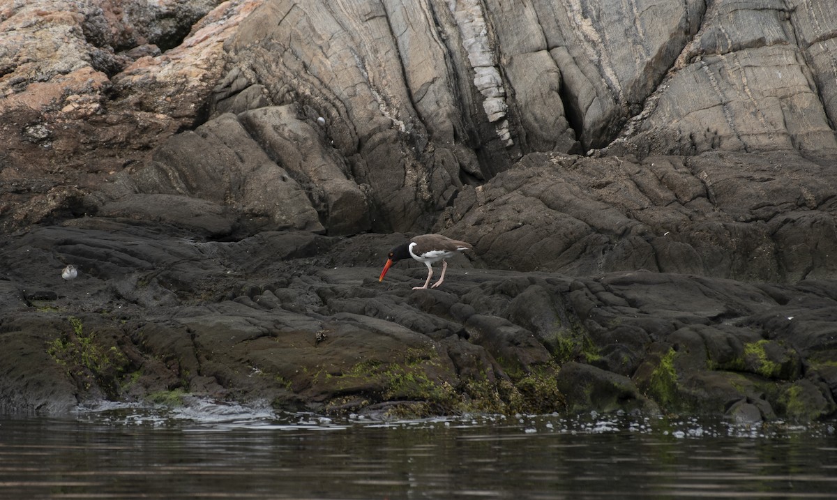 American Oystercatcher - ML359839321