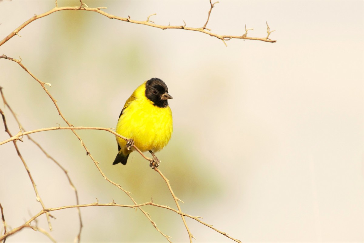 Hooded Siskin - ML359839941