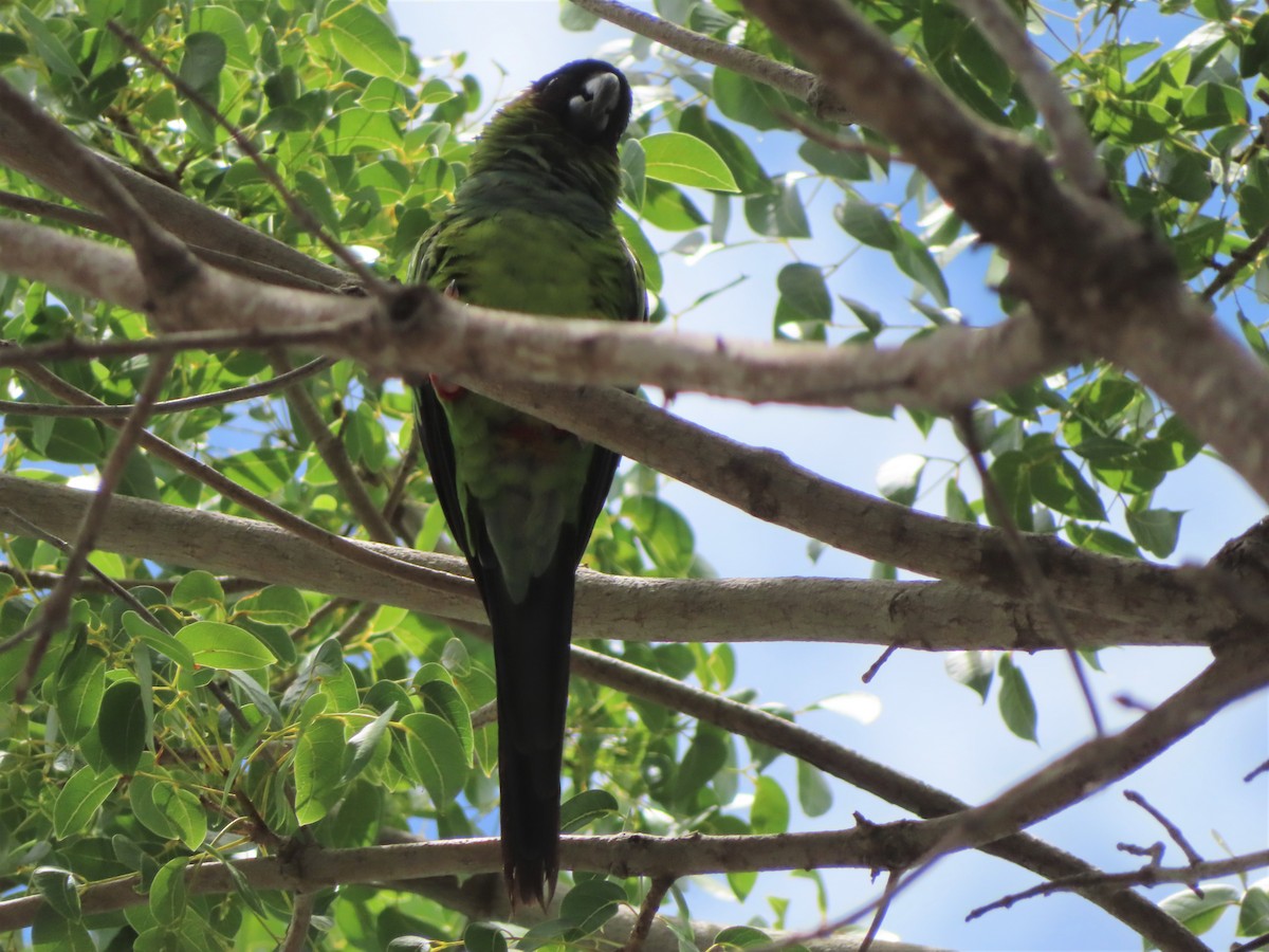 Nanday Parakeet - ML359840181