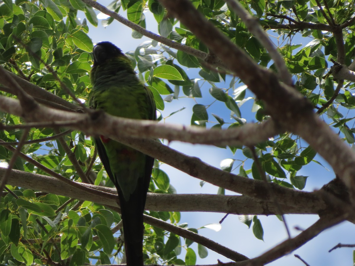 Nanday Parakeet - ML359840201