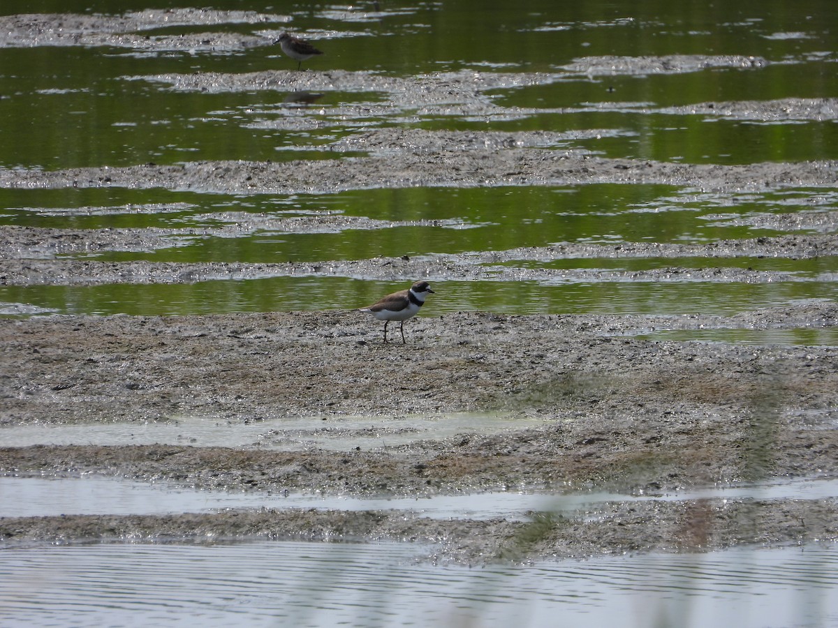 Semipalmated Plover - ML359841091