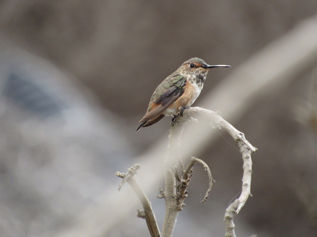 Colibrí de Allen - ML359842971