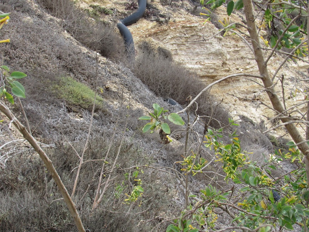 Colibrí de Allen - ML359843001