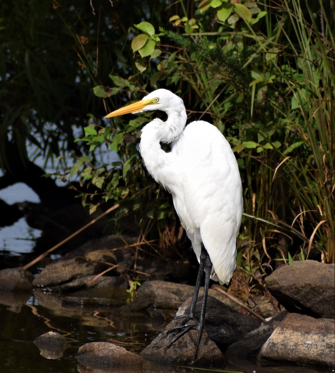 Great Egret - ML359845731