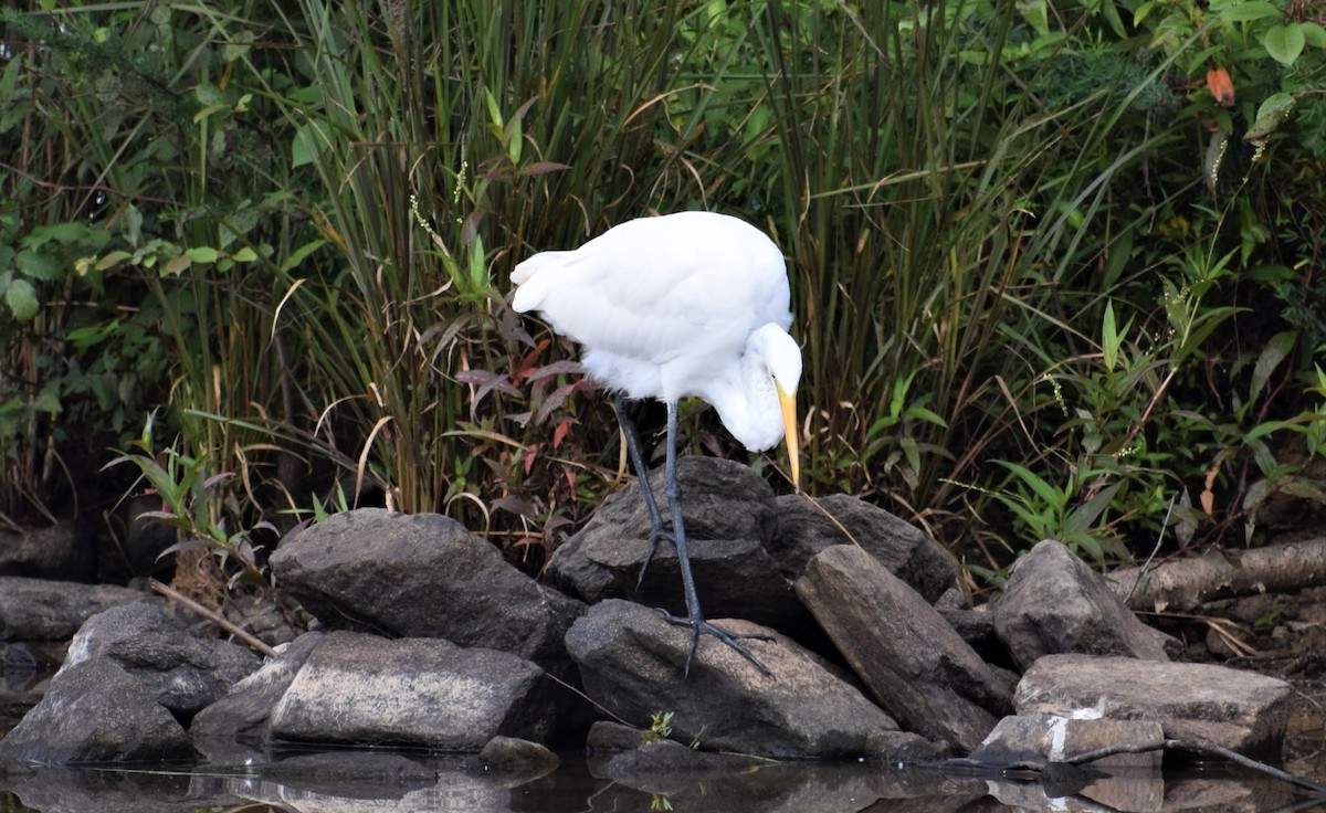 Great Egret - ML359845751