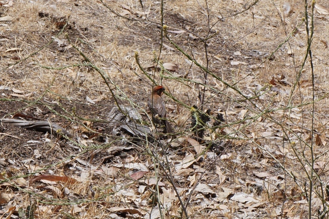 House Finch - Henggang Cui