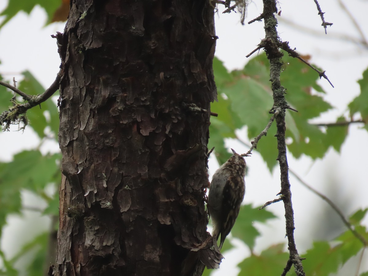 Brown Creeper - ML359846221