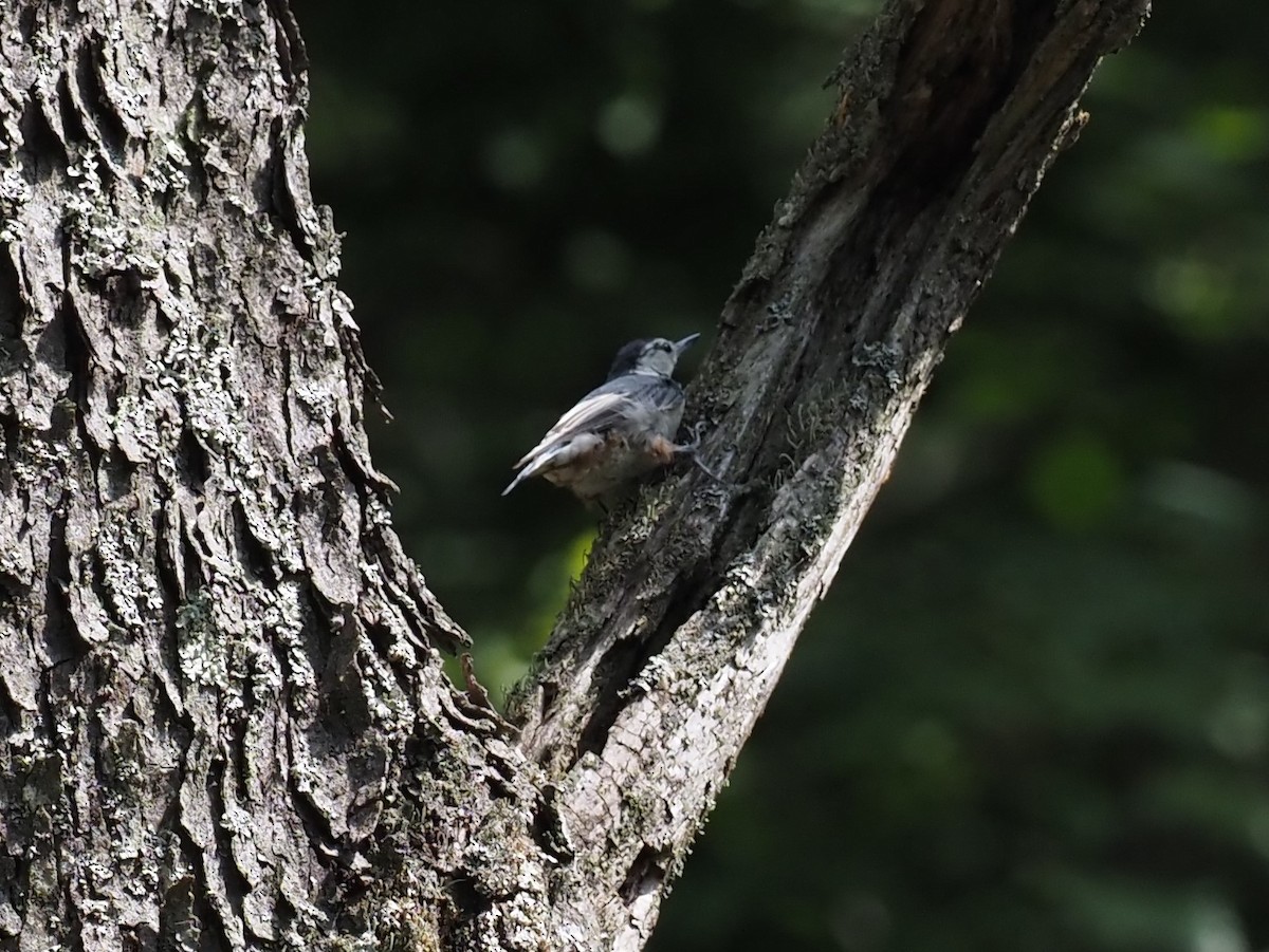 White-breasted Nuthatch - ML359847971