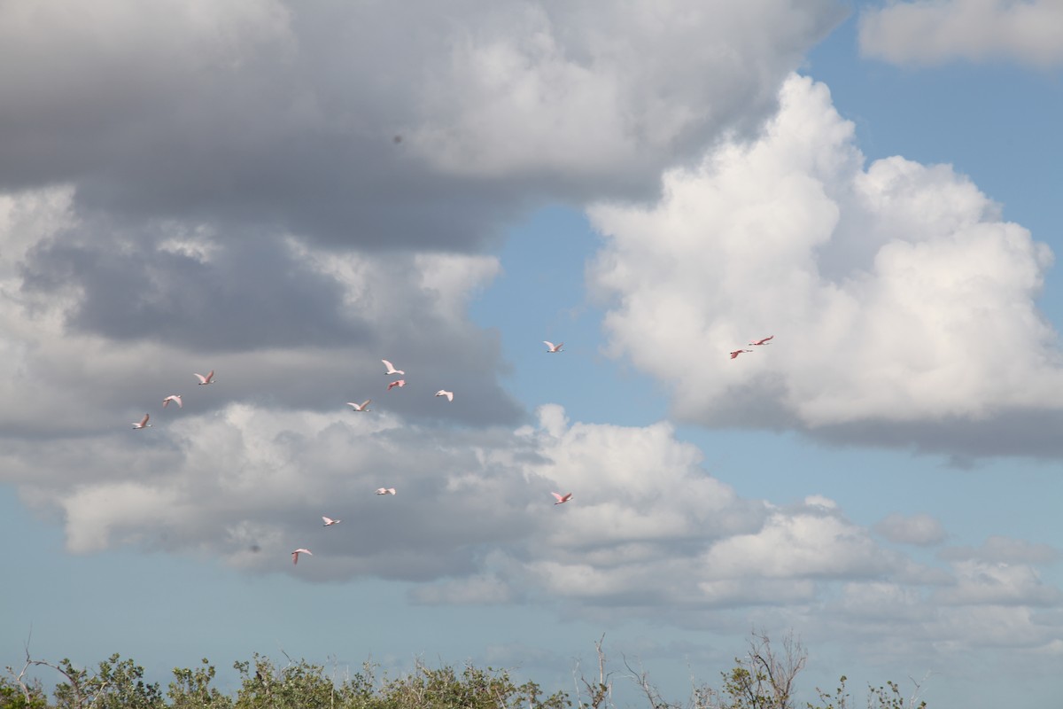 Roseate Spoonbill - Desiree corneille