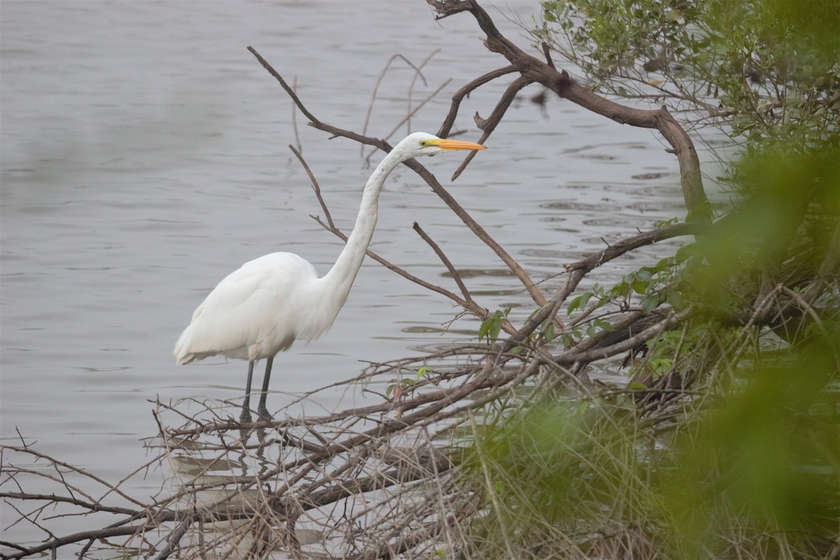 Great Egret - ML359851231