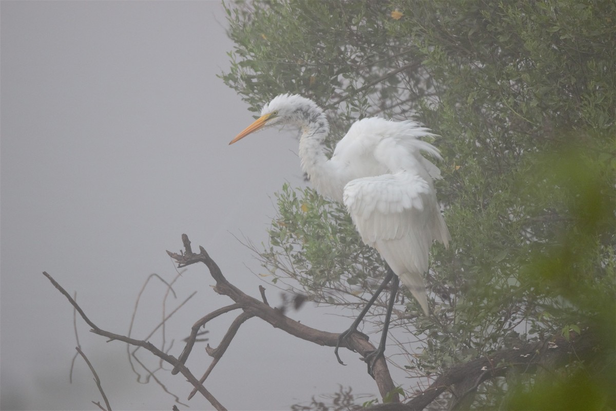 Great Egret - ML359851241