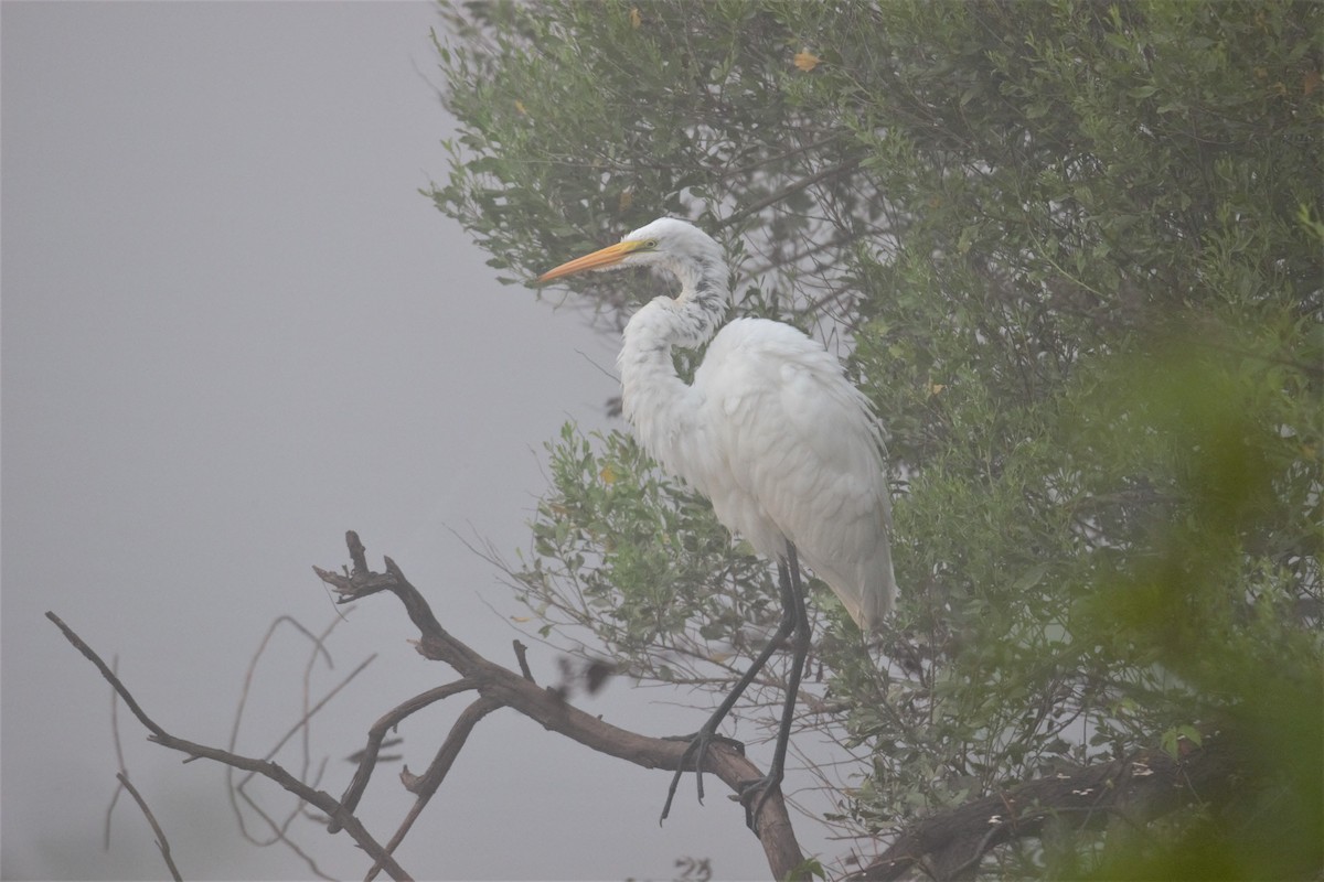 Great Egret - ML359851251