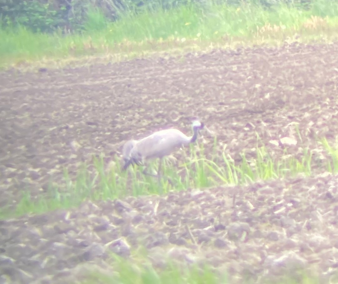 Grulla Común - ML359853871