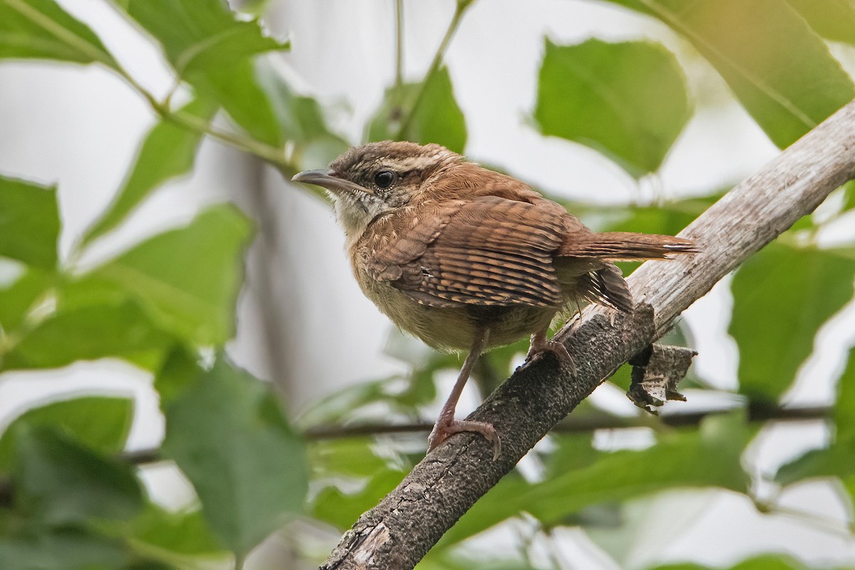 Carolina Wren - ML359855271