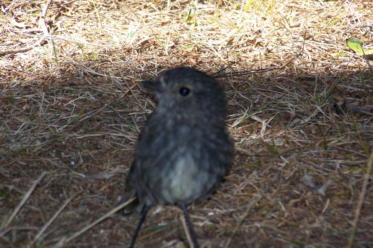 North Island Robin - ML35985561