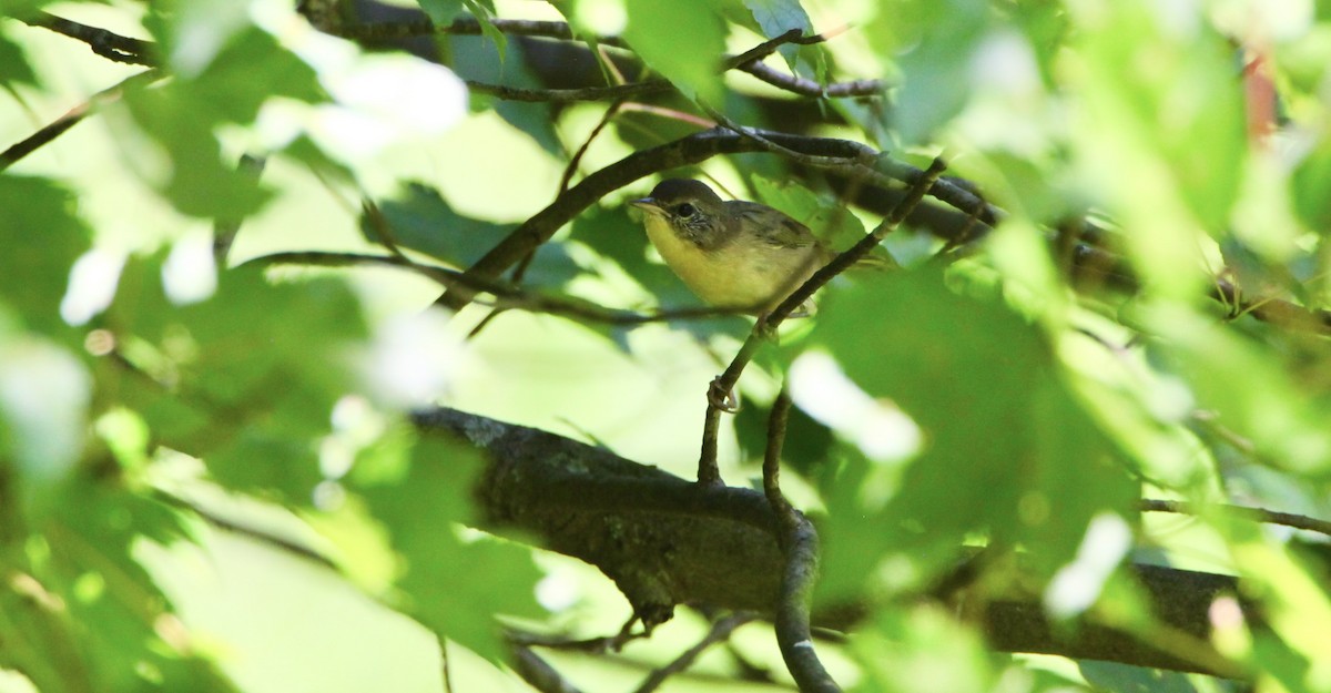 Common Yellowthroat - ML359856881