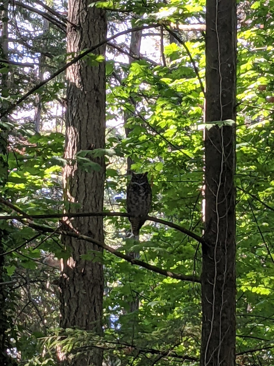 amerikahubro - ML359857371