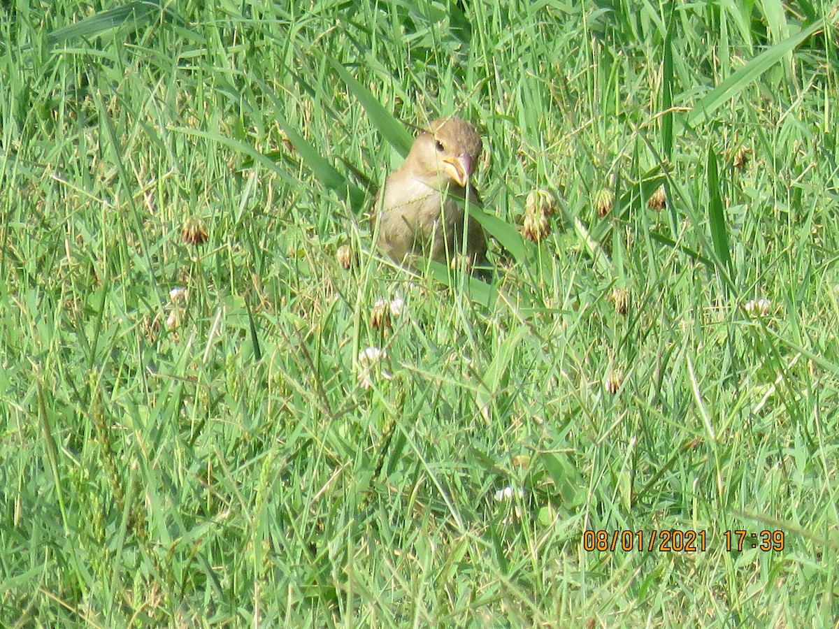 House Sparrow - ML359857651