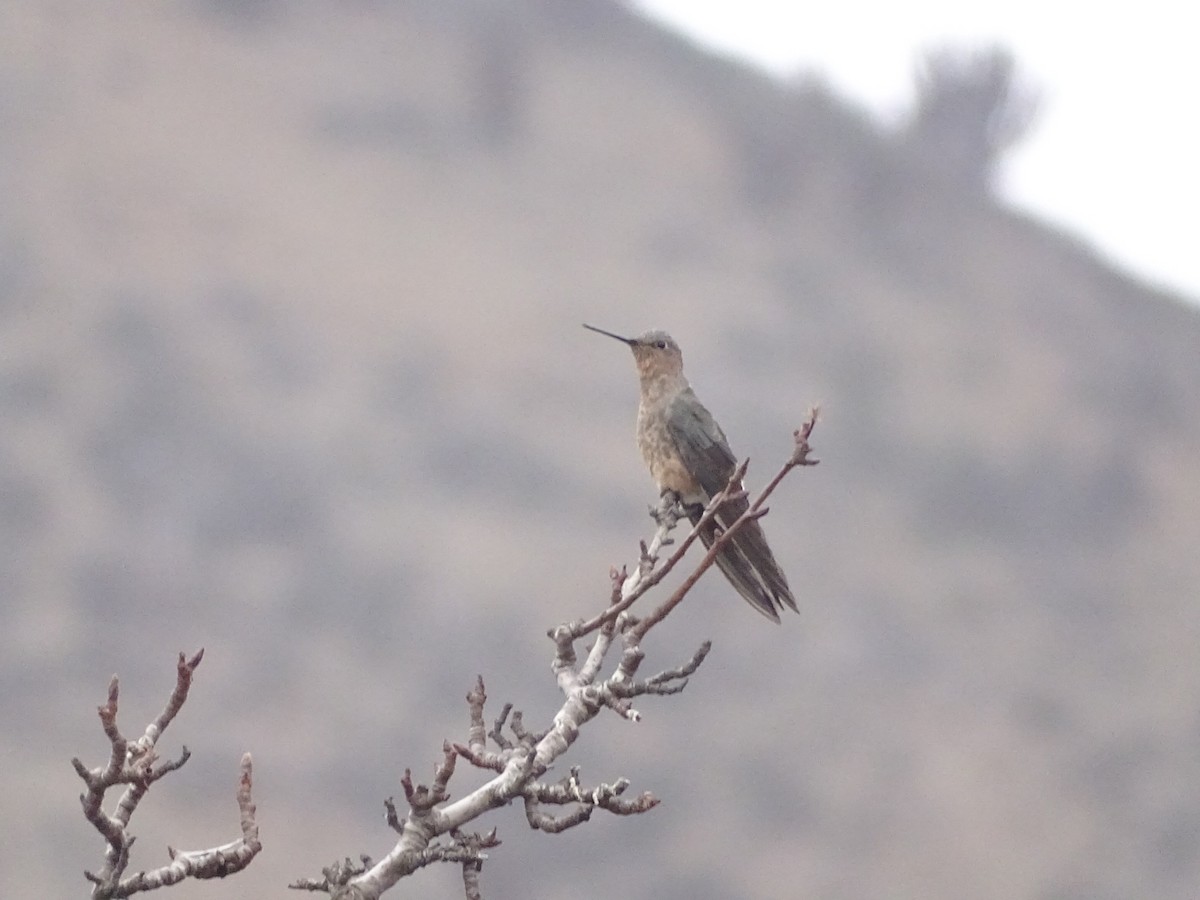 Giant Hummingbird - Charly Moreno Taucare