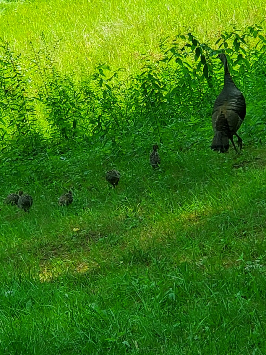 Wild Turkey - ML359858051