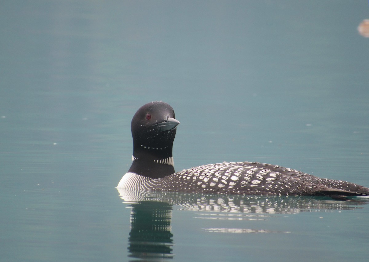 Common Loon - Denis S