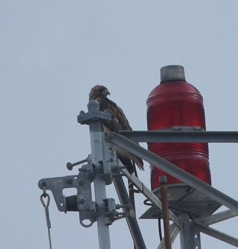 Red-tailed Hawk - ML359858831