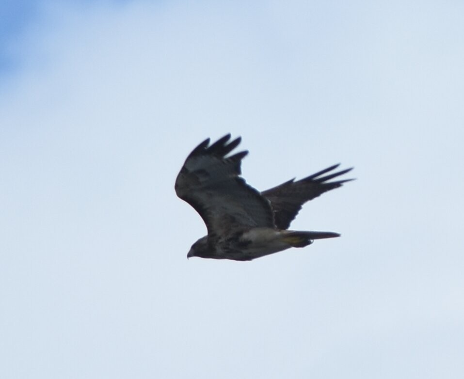 Red-tailed Hawk - ML359858901