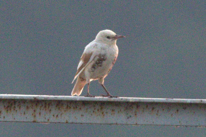 European Starling - Cliff VanNostrand