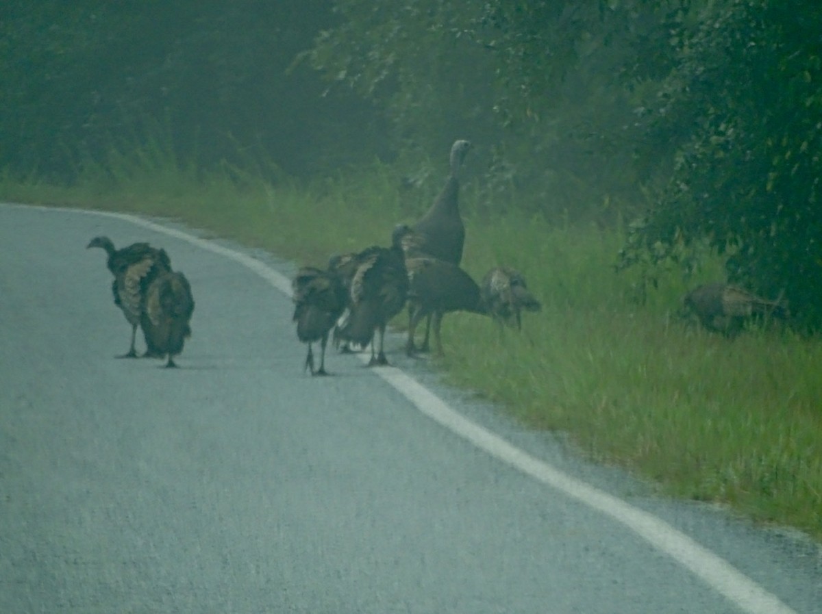 Wild Turkey - Fleeta Chauvigne