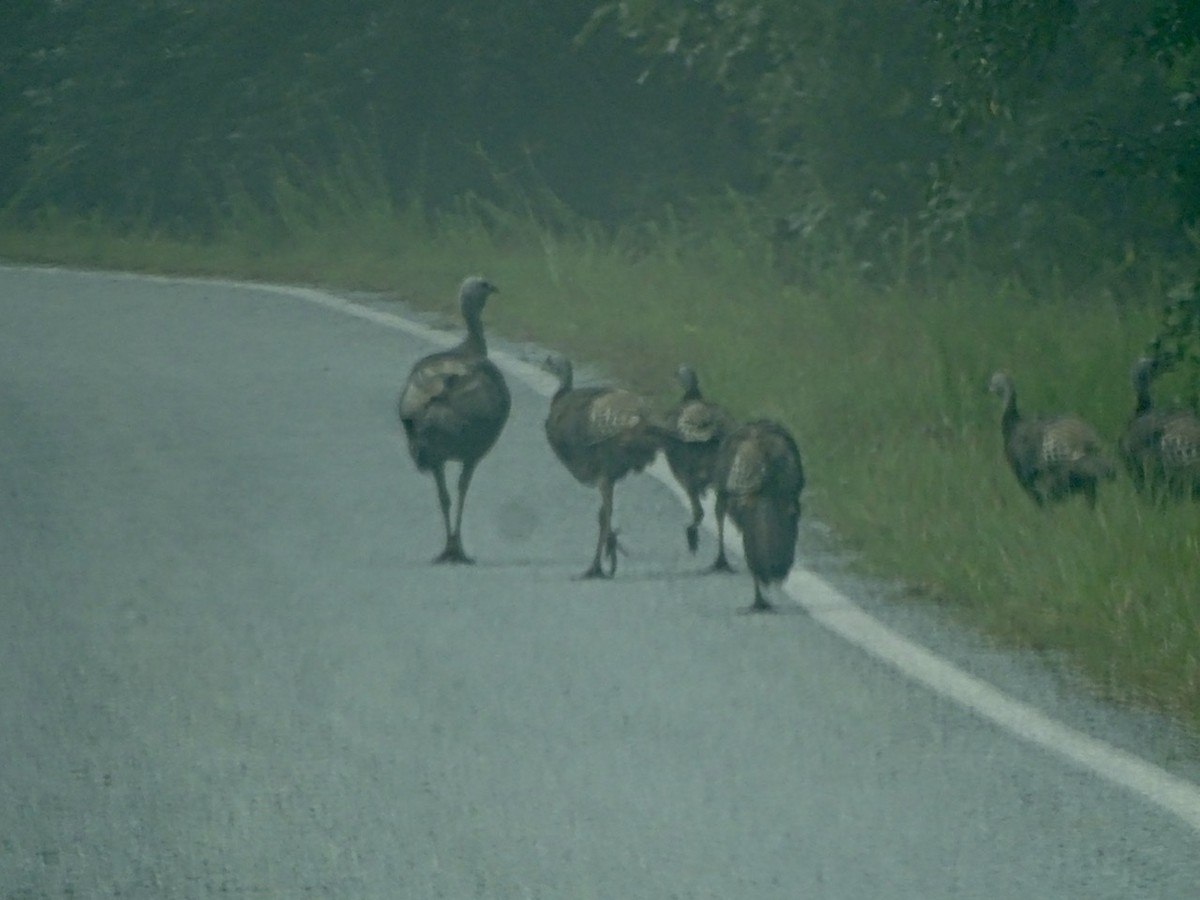 Wild Turkey - Fleeta Chauvigne