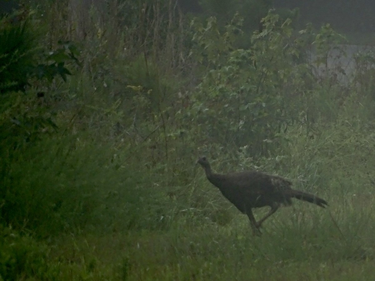 Wild Turkey - Fleeta Chauvigne