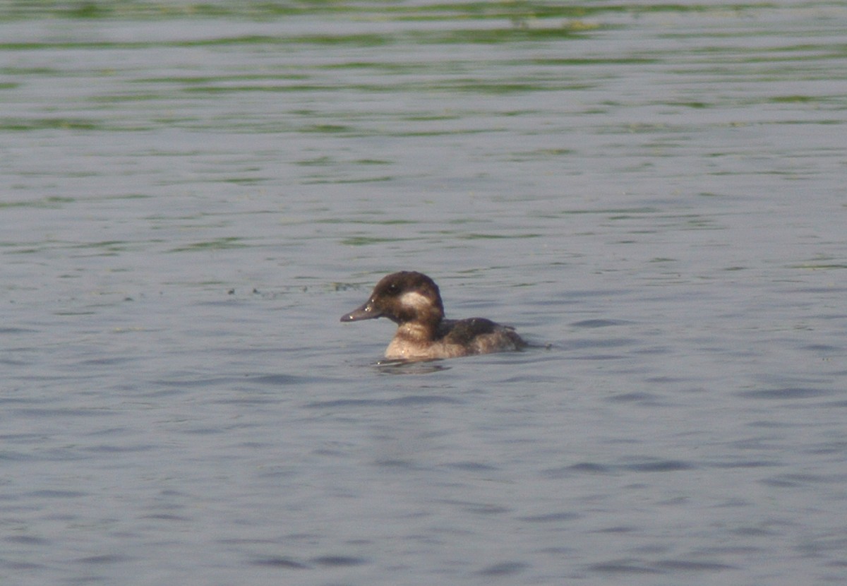 Bufflehead - ML359864251