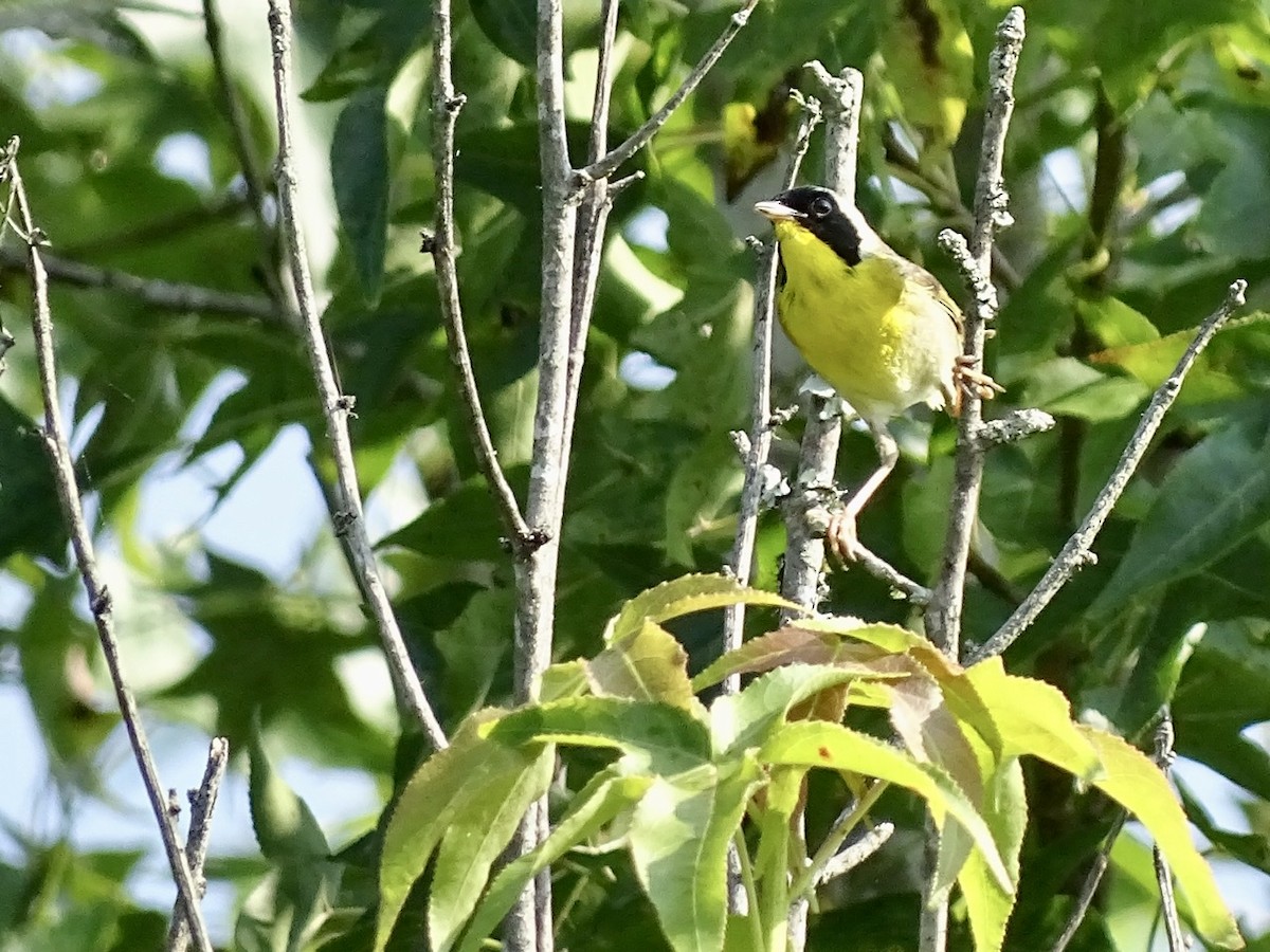 Common Yellowthroat - ML359864271