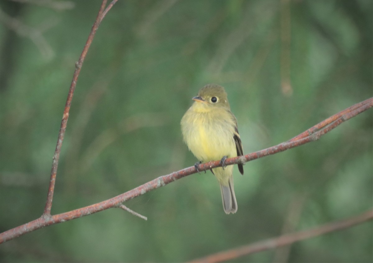 Yellow-bellied Flycatcher - ML359865091