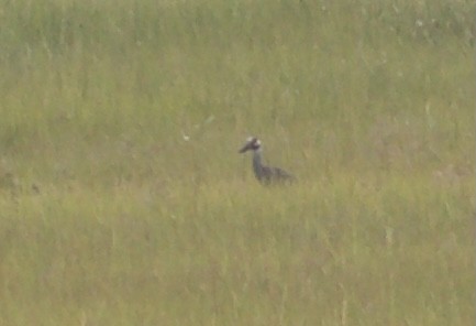 Yellow-crowned Night Heron - ML359867351